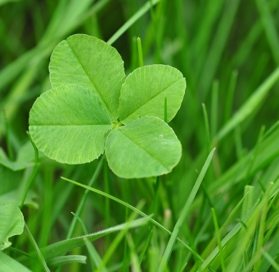trèfle à 4 feuilles cultiver le positif