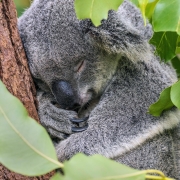 Koala qui dort