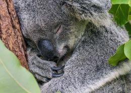 Koala qui dort