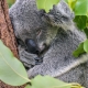 Koala qui dort