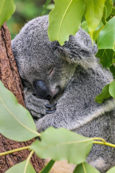 Koala qui dort