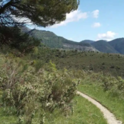 Un chemin de randonée qui disparait dans les arbes : La sophrologie est-elle efficace