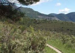 Un chemin de randonée qui disparait dans les arbes : La sophrologie est-elle efficace