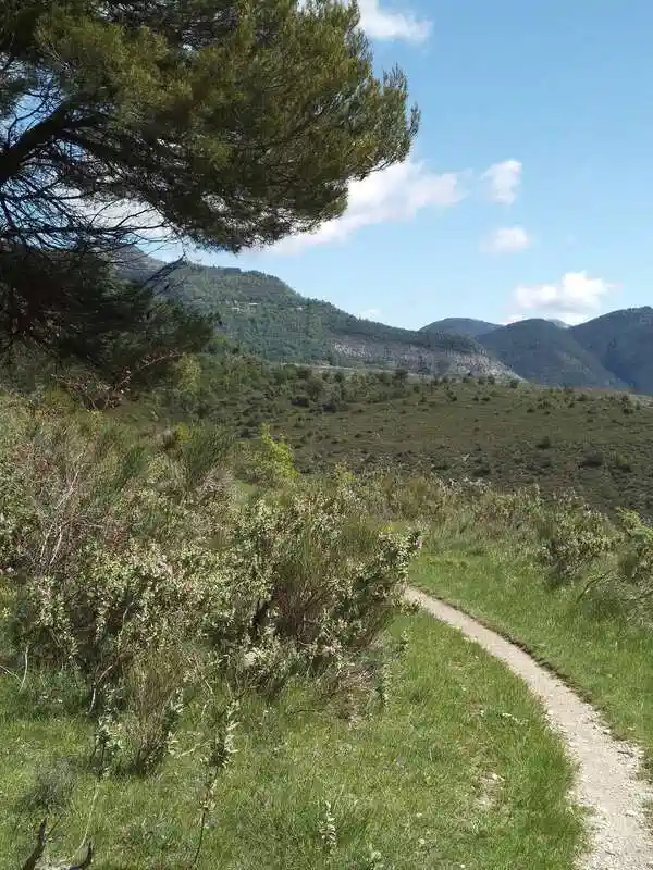 Un chemin de randonée qui disparait dans les arbes : La sophrologie est-elle efficace